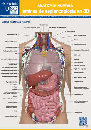 ANATOMÍA HUMANA