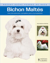 BICHON MALTÉS